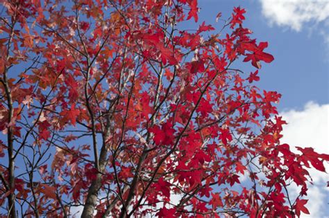 Red Maple Leaves And Branches Clippix Etc Educational Photos For