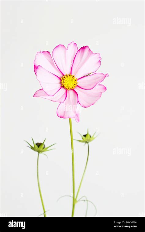 Cosmos Bipinnatus Candy Stripe Flower Isolated On A White Background