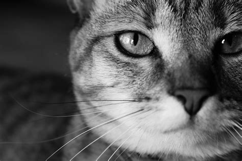 Grayscale Photo Of Cats Face Image Free Photo