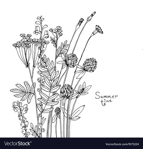 Sketch Wildflowers Royalty Free Vector Image Vectorstock