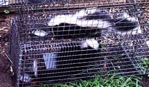 Why Do Skunks Dig