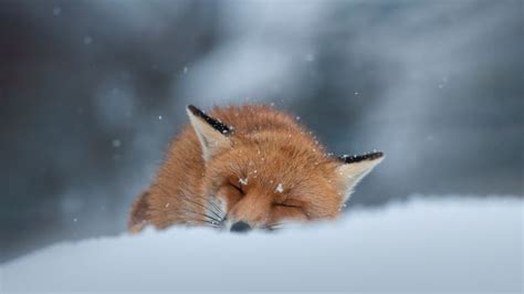 Red Fox Sleeping In The Snow Abruzzo Italy Bing Gallery