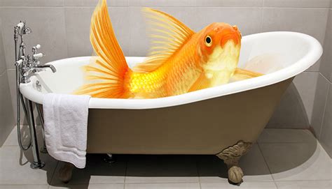 Rona carries the best bathtubs to help you with your bathroom projects: The fish in the bathtub - creation.com