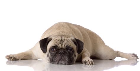 Rickets causes a child's bones to become soft and weak, which can lead to bone deformities. Causes and symptoms of rickets in dogs | PetsZone99
