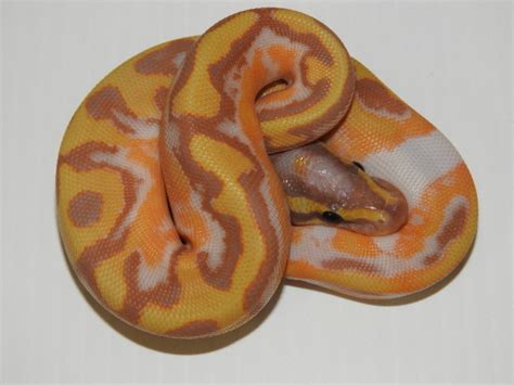 Orange Dream Enchi Banana Pied Het Ghost Ball Python