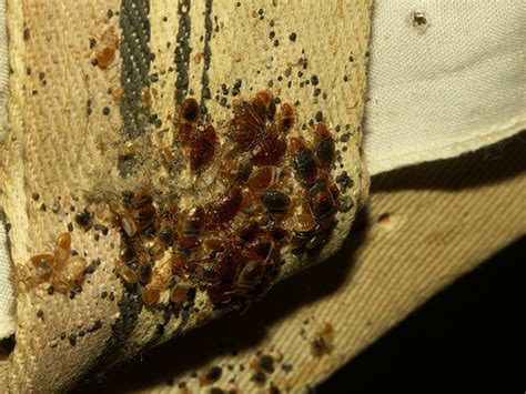 Plague Bed Bug Myths And Realities This Week In New York