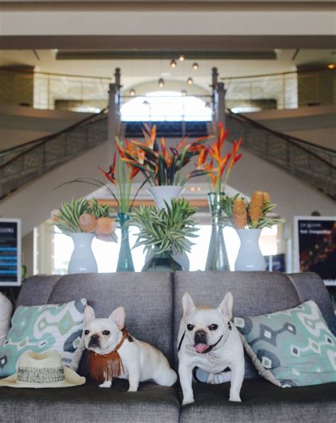 Yes, $8 or 25 per night. San Diego Getaway | Dog friends, Dog friendly hotels, Dog ...