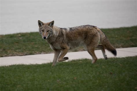 Police Issue Warning Over Two Aggressive Coyotes In Scarborough Sdc Dpw