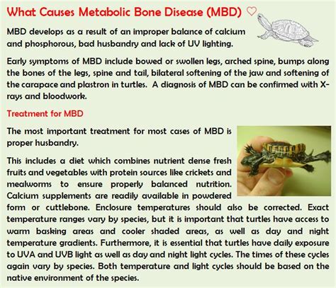 Metabolic Bone Disease Mbd Turtle Aquatic Turtles Turtle Care Bone