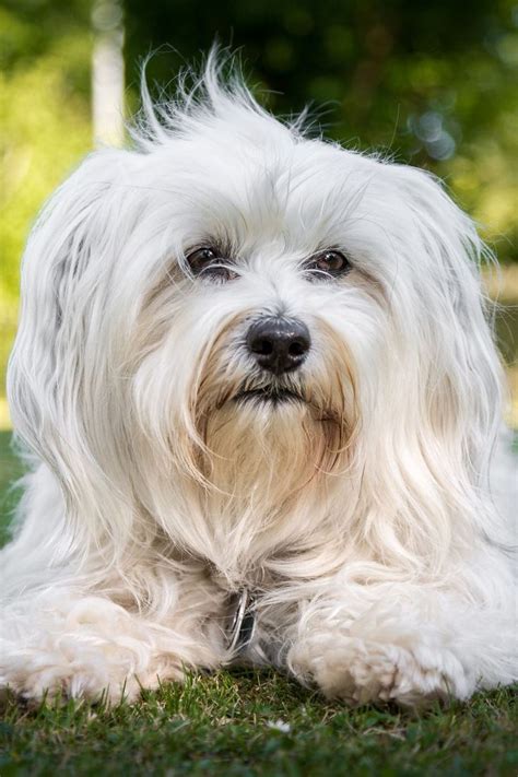 Just 43 Pictures Of Sweet And Fluffy Small Dog Breeds Youll Want To