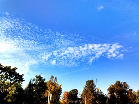 Fotos Gratis árbol Horizonte Nube Cielo Luz De Sol Mañana