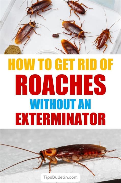 How To Get Rid Cockroaches Using Home Remedes Artofit