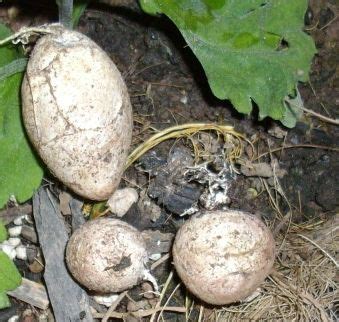When it is time to hatch, the baby snake uses an egg tooth to break out of its shell. Garden Snake Eggs - Home And Garden Decoration