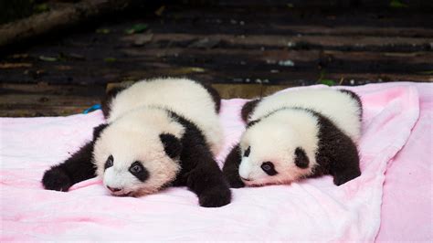 Adorable Newborn Panda Twins Steal Visitors Hearts In Sw China Cgtn