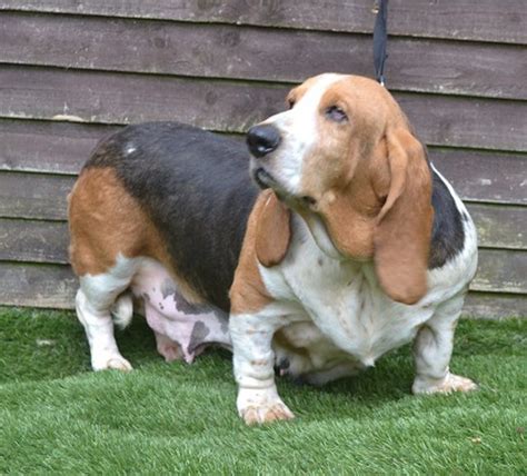 Seal 4 5 Year Old Female Bassett Hound Available For Adoption