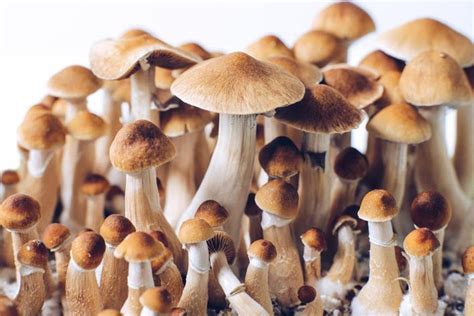 Magic Mushrooms 12 Facts About Psilocybin Things To Know Before You