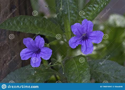 Wild Blue Flower On Blur Background Stock Image Image Of Generic