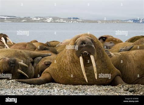 Norway Svalbard Archipelago Arctic Ocean Large Bull Walrus Odobenus