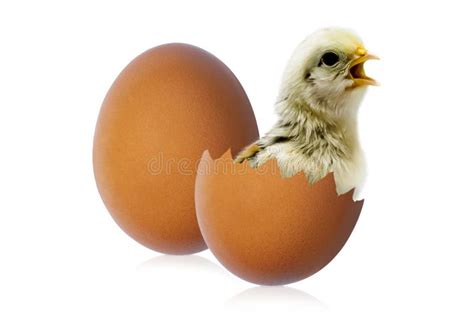 Eggs And Chick Coming Out Of A Egg Stock Image Image Of Hatch Cute