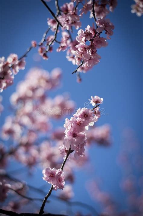 Cherry Blossom With Blue Sky Stock Photo Image Of Bright Green