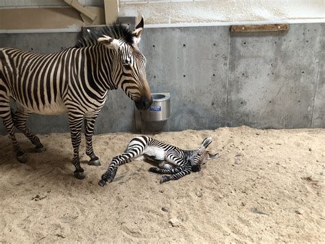 Male Zebra Foal Born At Hogle Zoo