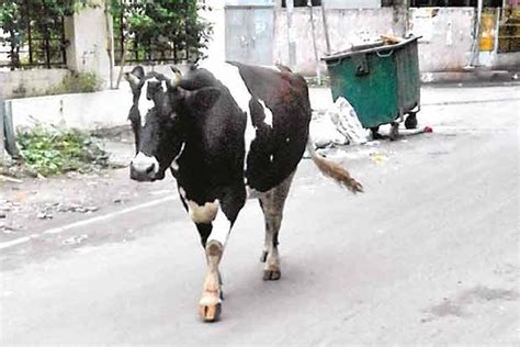 Stray Cattle Menace Hits Streets In T Nagar Troubles Residents And Motorists Alike