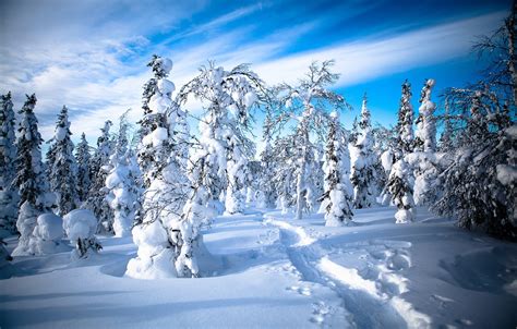 Wallpaper Winter Forest Snow Trees Traces Path Finland Finland