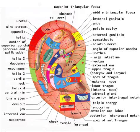 Does Pressure Point Therapy Reflexology Really Work Guide Third Monk