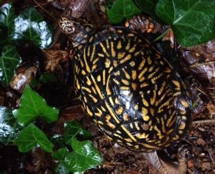 Give the owner your name, the city where you live, and confirm that you can pick up the turtles. Ornate Box Turtle - Identification | Walter Reeves: The ...