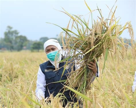 Tiga Langkah Sederhana Dari Khofifah Untuk Perkuat Ketahanan Pangan