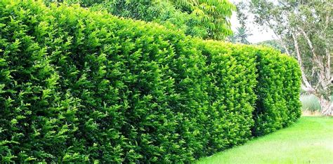 Best Plant For Hedges In Florida Pin On Plants Numbers Denote