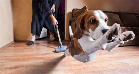 Great Green Cleaning The Pet Owners Guide To A Clean House