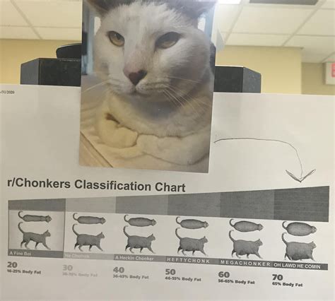 Chonker Classification Chart In My Doctors Office