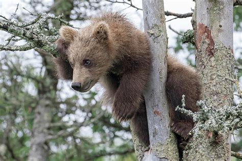 Grizzly Bear Cub In Tree Photograph By Mark Kostich