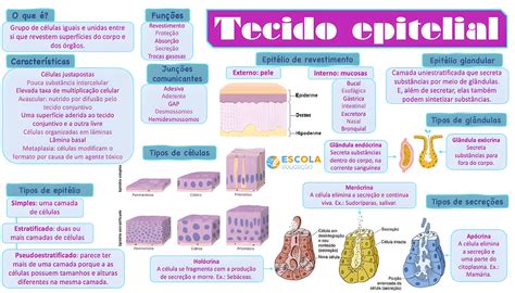 Mapa Mental Sobre Tecido Epitelial Maps4study