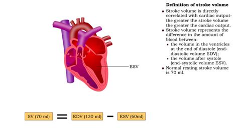 Definitions Of Stroke Volume Preload Definition And Factors Influencing