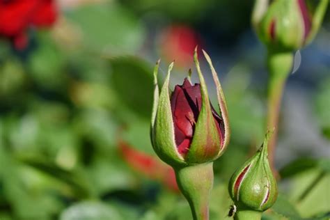 free picture red roses flower leaf bud plant garden nature flora summer