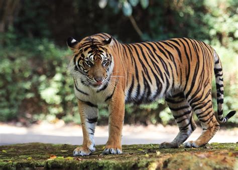 Populasi Harimau Sumatra Di Alam Tinggal 604 Ekor