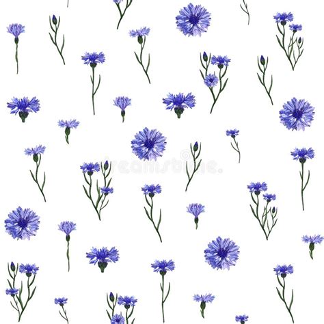 Watercolor Seamless Pattern Blue Cornflowers Isolated On White
