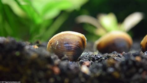 Freshwater Clams Care Food Size Lifespan And Tankmates Video