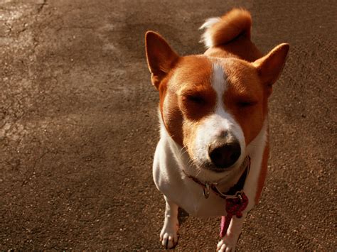 Funny Dog Breed Basenji Wallpapers And Images Wallpapers Pictures Photos