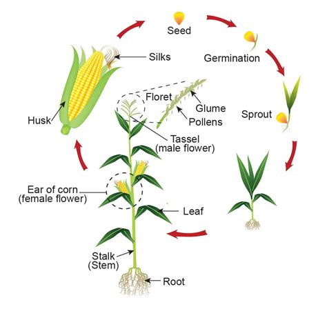Life Cycle Of Corn Plant