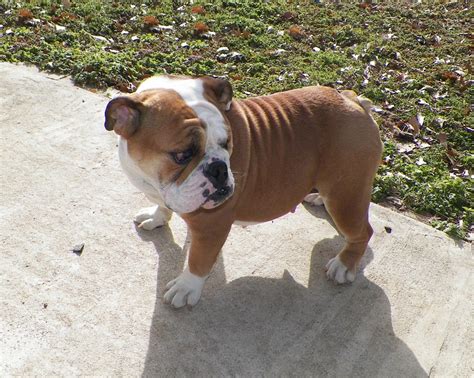 Small dogs with big personalities, french bulldogs can quickly feel like part of the family. Miniature English Bulldog Info, Temperament, Puppies, Pictures
