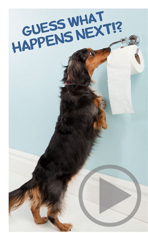 Dachshund Vs Toilet Paper Wiener Dog Humor Weiner Dog Wiener Dog