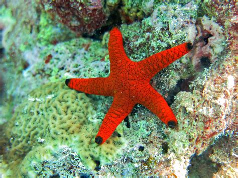 Red Fromia Starfish Fromia Indica