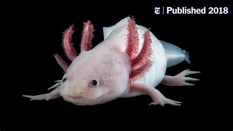 The Smiling Axolotl Hides A Secret A Giant Genome The New York Times