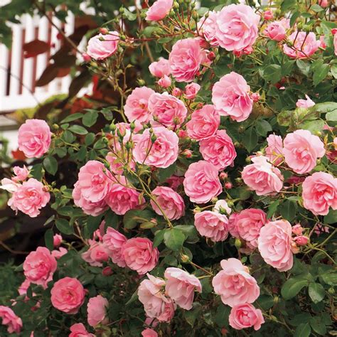 The Fairy Shrub Rose Shrub Roses Hybrid Tea Roses Flowers