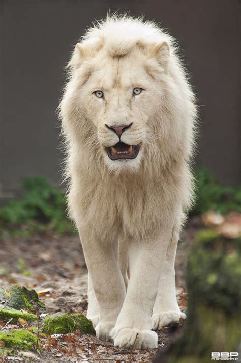 A N I M A L I A The Majestic White Lion Rare Albino Animals
