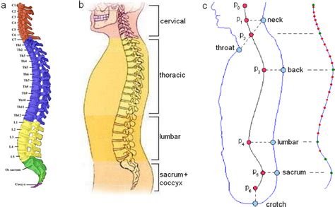 The backbone architecture refers to the way in which the backbone interconnects the networks attached to it and how it manages the way in which packets from one network move through the. a) Different regions of a real spine. b) Spine with its shape closely... | Download Scientific ...