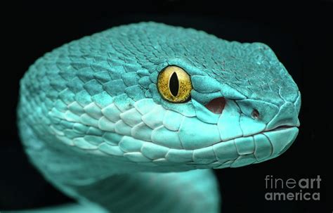Close Up Of Pit Viper Snake By Shikheigoh